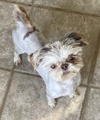 a small white dog standing on a tile floor