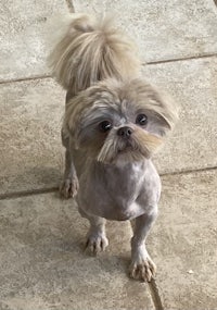 a small white dog standing on a tile floor