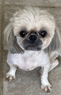 a small white dog sitting on a tile floor