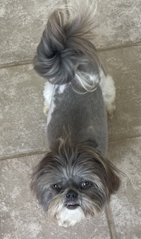 a small grey and white dog standing on a tile floor