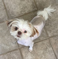 a small white dog standing on a tile floor