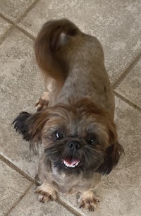 person, an adoptable shih tzu in houston, texas